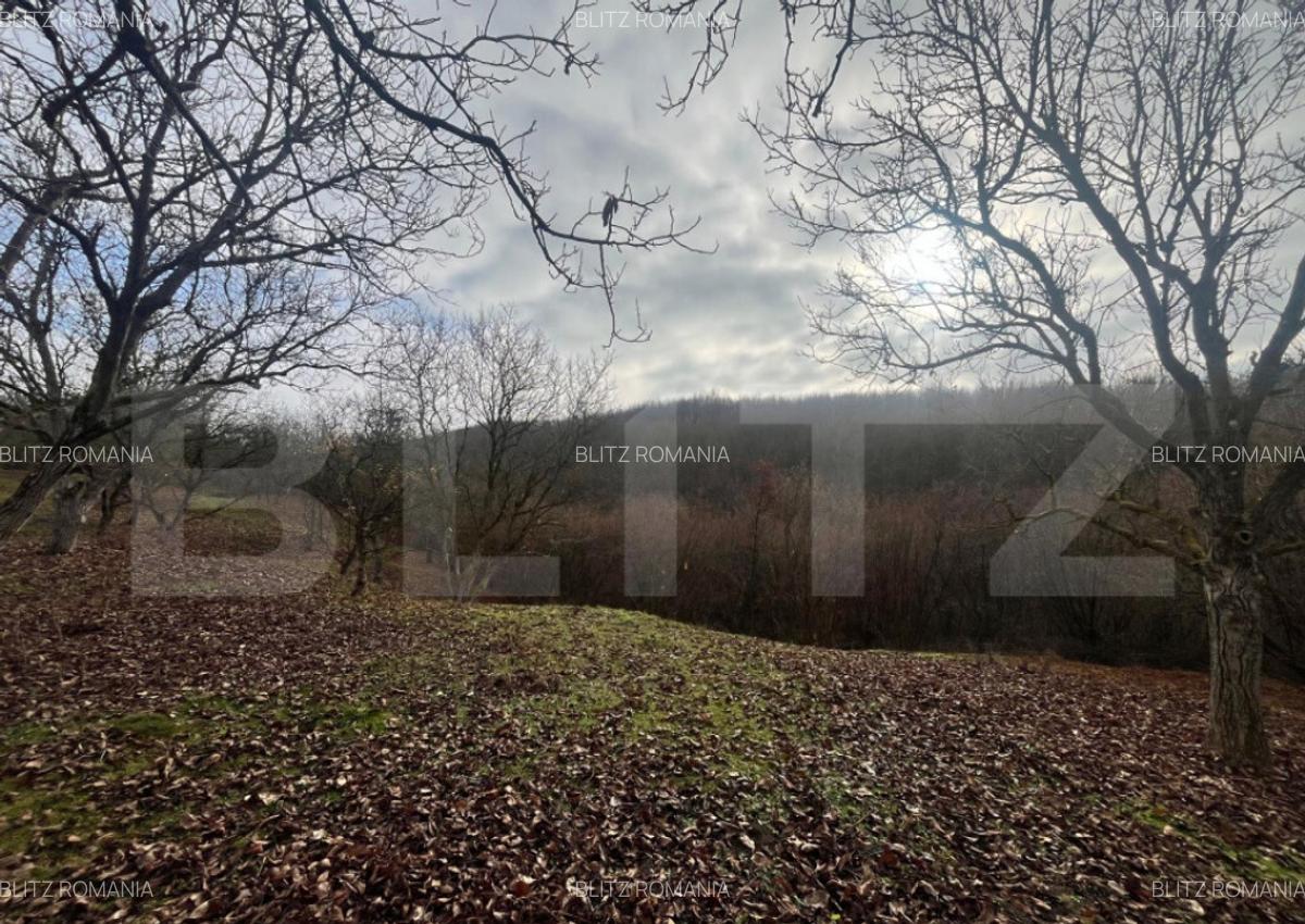 Teren extravilan, 4 hectare, langa livada de mere Ghinda - 4