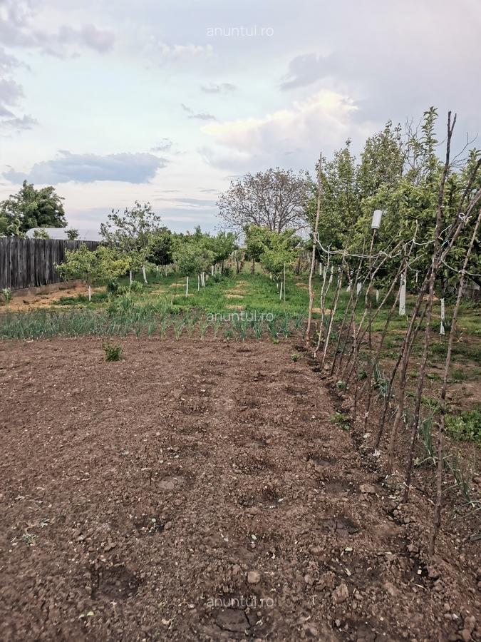 Cosereni, Ialomita - 11