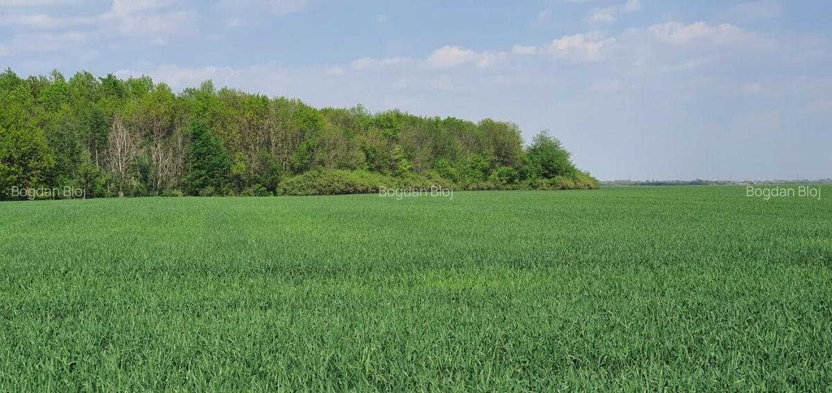 Teren intravilan Butimanu/Barbuceanu, Dambovita - 5