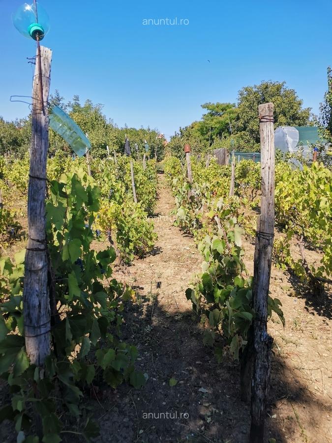 Cosereni, Ialomita - 7