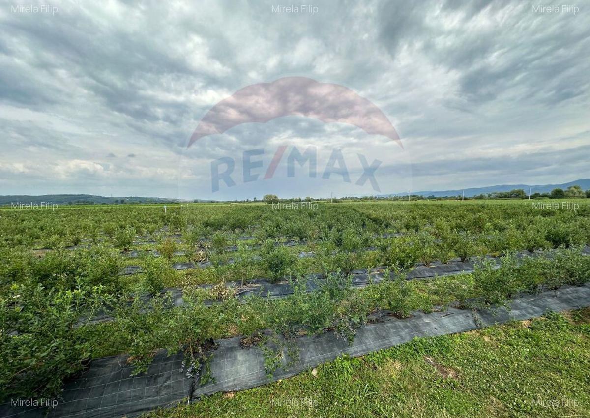 TEREN DE VANZARE - 29,656mp Bozanta Mica - 9