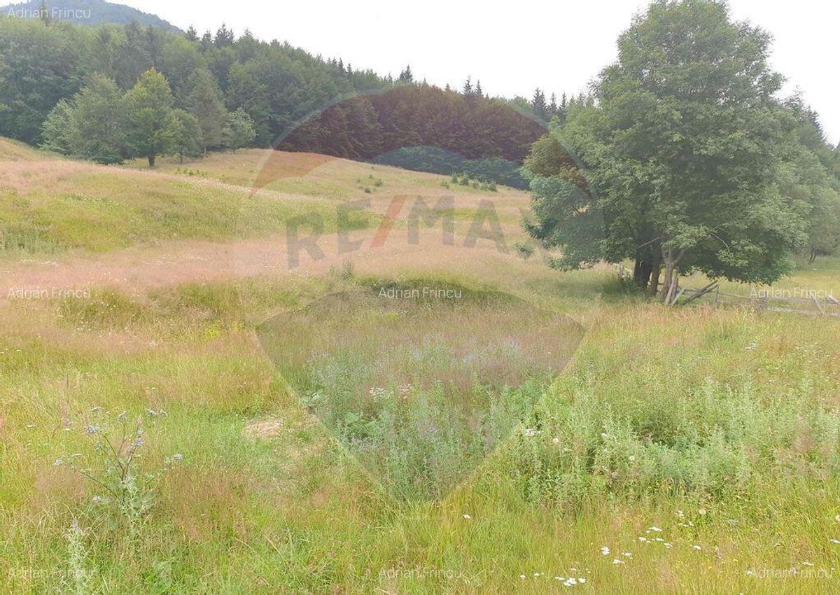 Teren 20000 mp, sat Dalghiu, com Vama Buzaului - 6 Teren 20000 mp, sat Dalghiu, com Vama Buzaului - 6