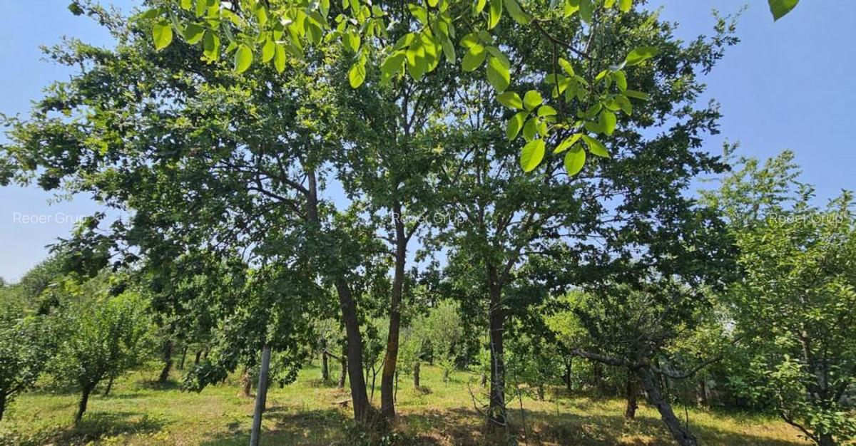 Intravilan 572 mp , loc de casa , zona padure Baicoi Prahova - 13