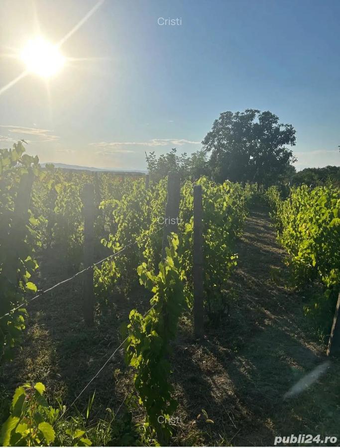 Casa Bogza Sihlea - 5