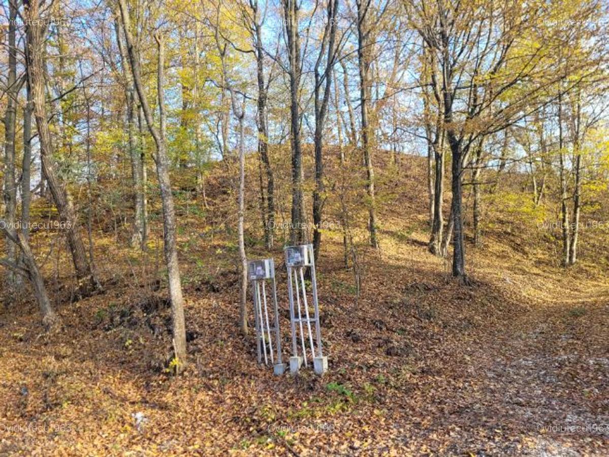 Vand teren cu padure la 5 km de Curtea de Arges,zona deal-munte,zona superba - 9