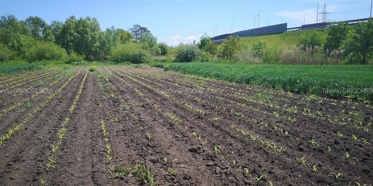 Teren Construcții intravilan de 1693 mp, în Stupini - 5