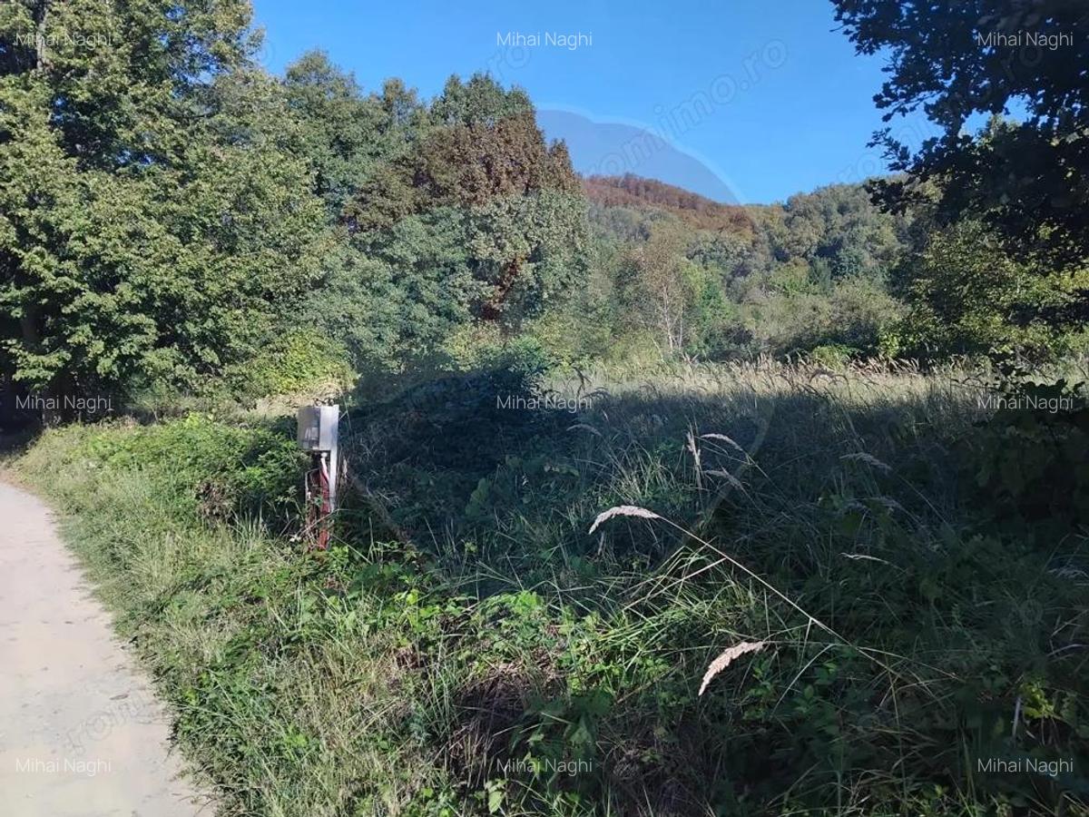 Teren 1,552mp Cicarlau - 1