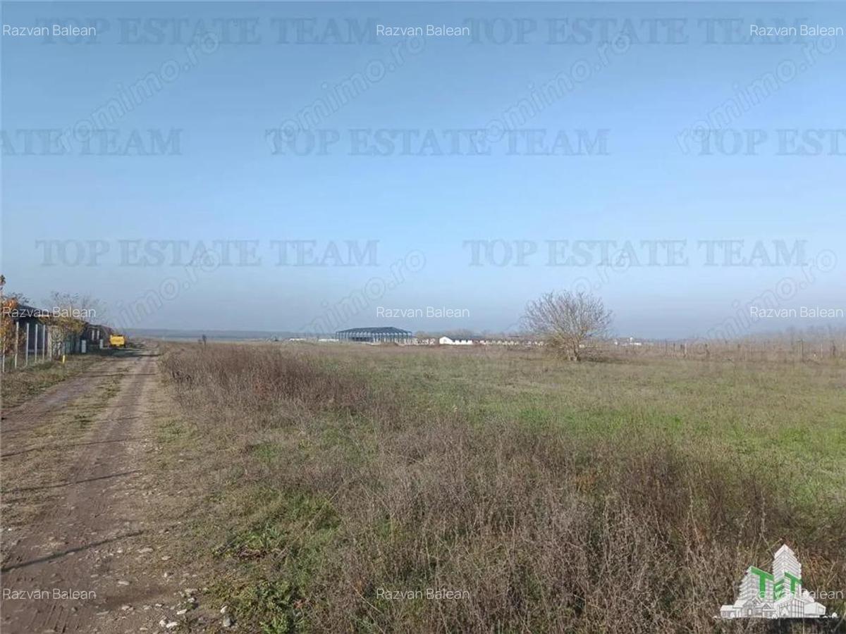 Super teren intravilan (Lot 1) la DJ 101, loc. Gruiu IF, ideal pentru dezvoltatori imobiliari pentr - 5