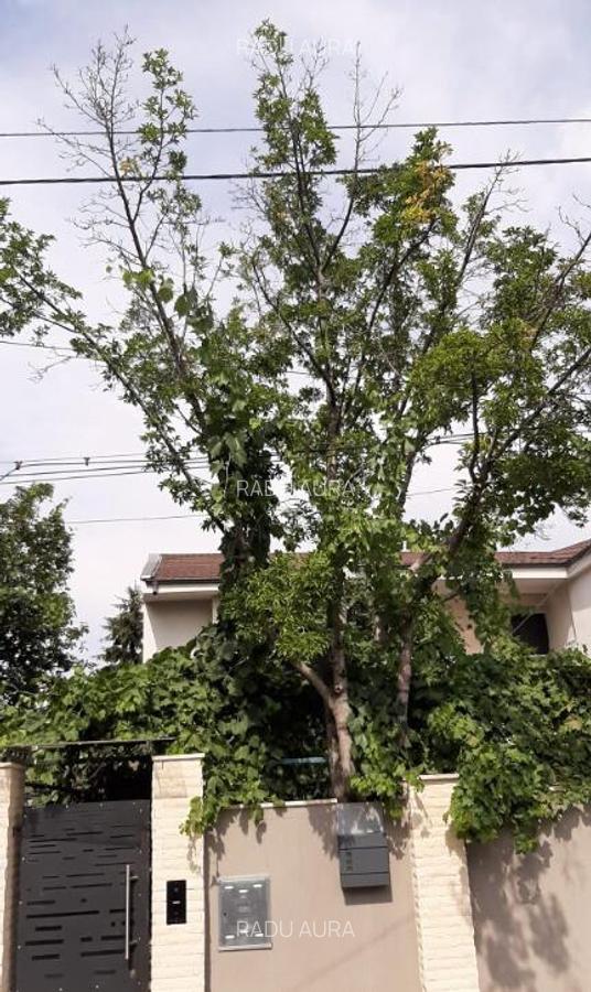 Casa P+1 discreta, intre Militari si Drumul Taberei - 21