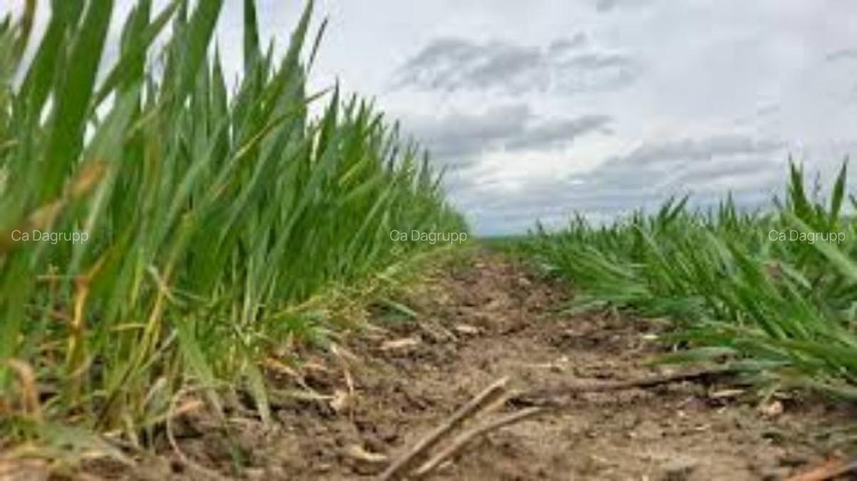 1,85 ha teren agricol la Brebeni judetul Olt - 1