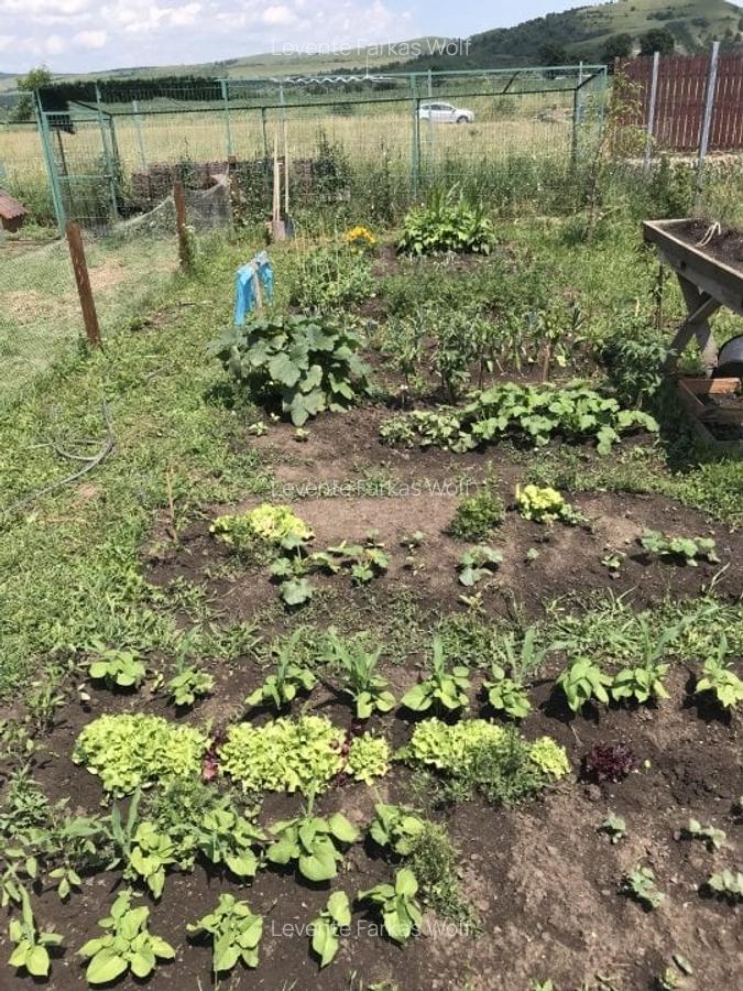 CASA P+M, proprietar, Colț de Rai în Natură, haideti la vizionare, lasati pozele - 9