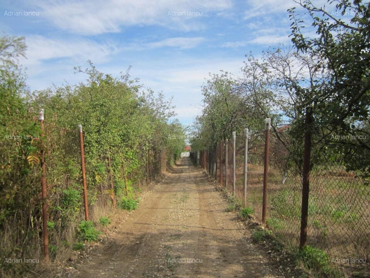 Domnesti Ciutaci-Zorelelor - 13