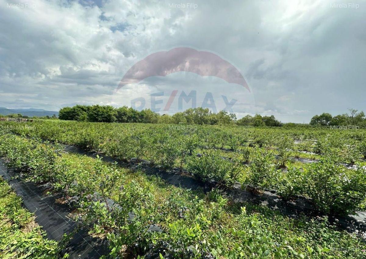 TEREN DE VANZARE - 29,656mp Bozanta Mica - 4