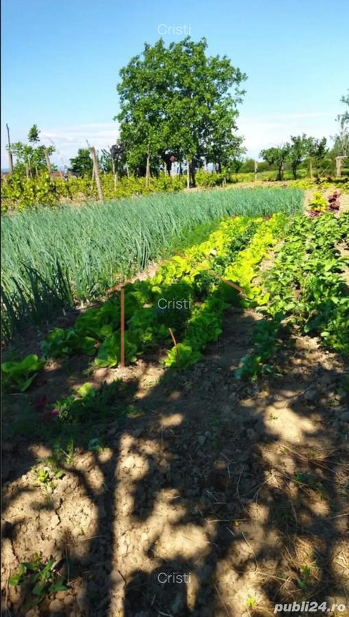 Casa Bogza Sihlea - 8