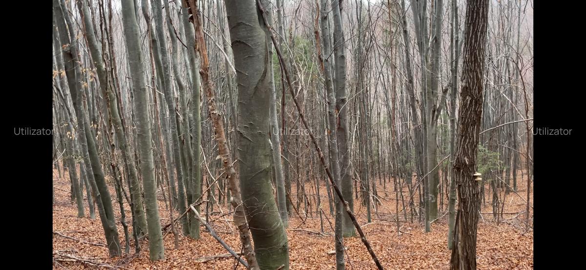 Padure la munte în Vamă Buzăului, Jud Brasov - 2