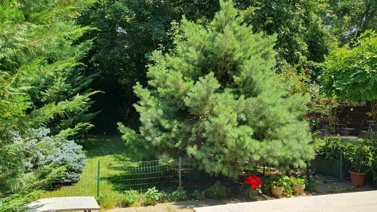 Casa P+1 langa Padurea Baneasa, Sector 1, Bucuresti - 2