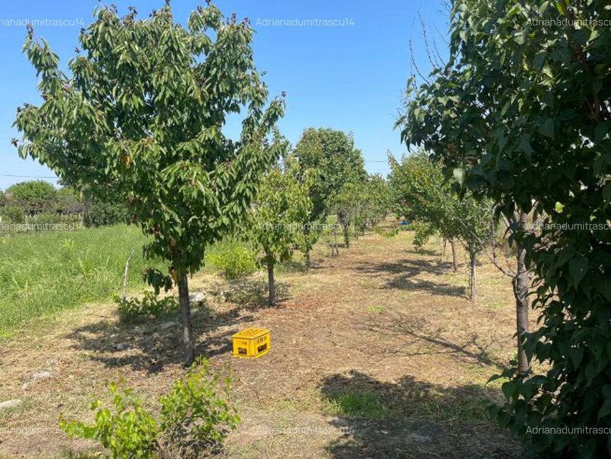 Teren intravilan+casa cop Baneasa Giurgiu - 8