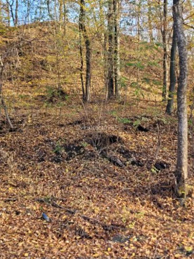 Vand teren cu padure la 5 km de Curtea de Arges,zona deal-munte,zona superba - 6