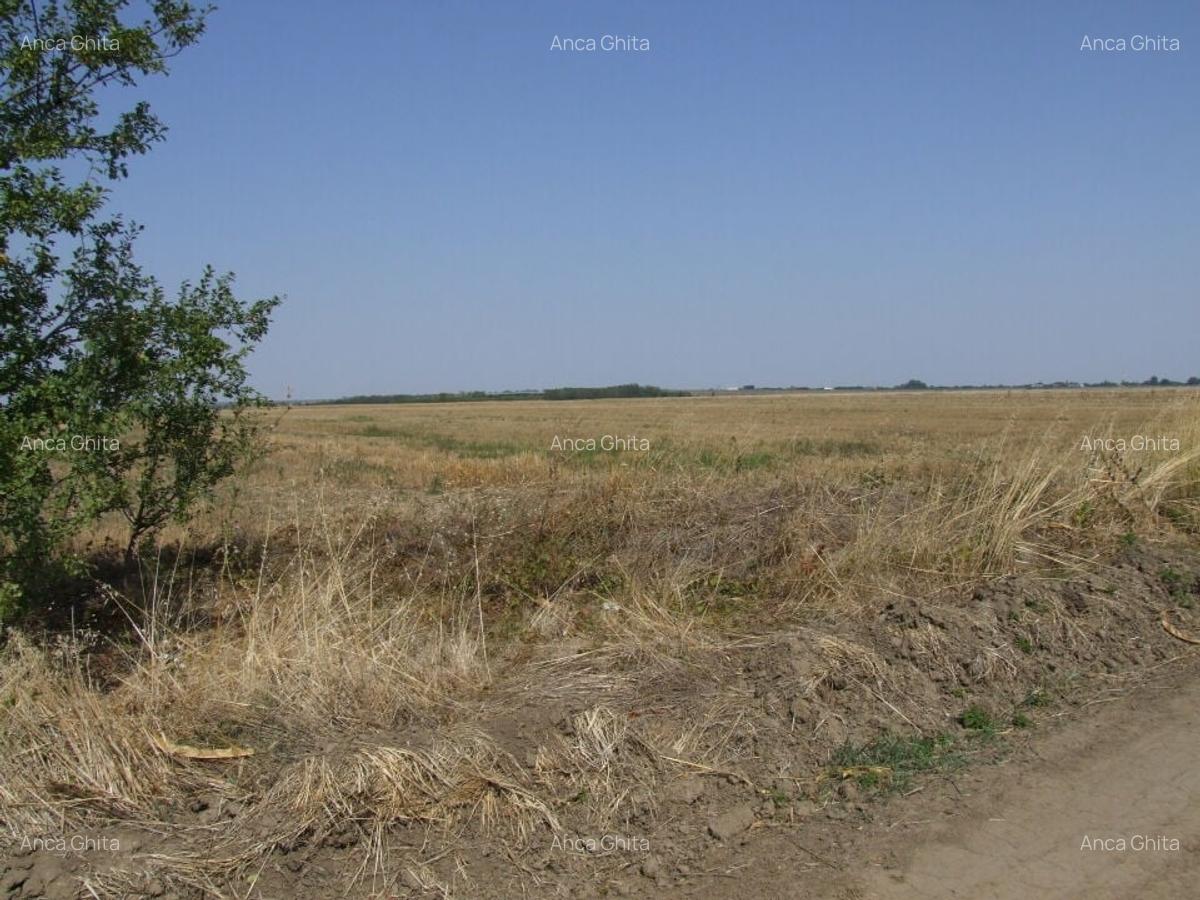 Domnesti-Teghes(Pinului) - 11