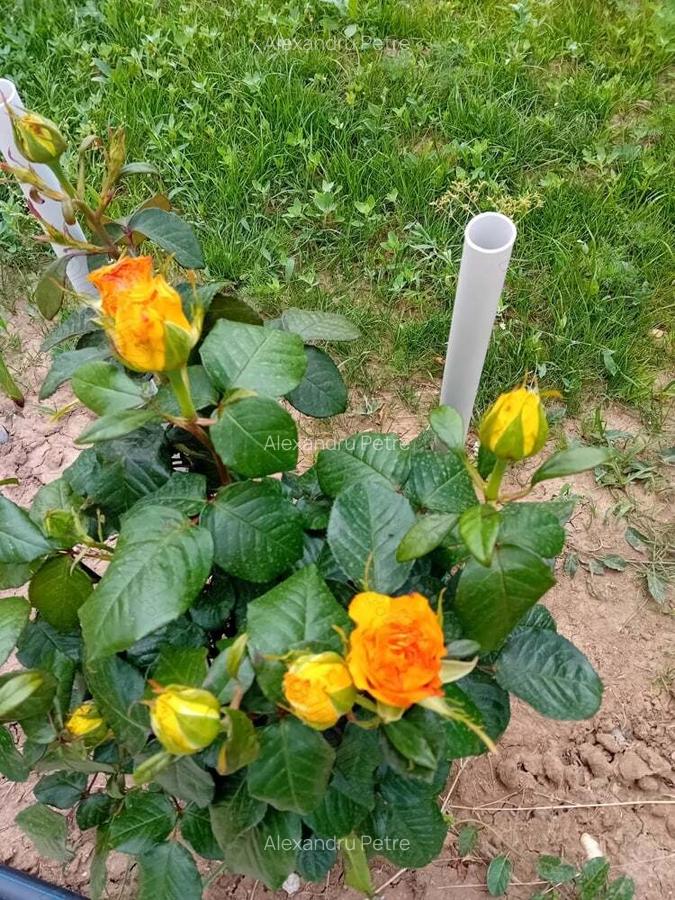 Teren +casa de vacanta - 7 Teren +casa de vacanta - 7