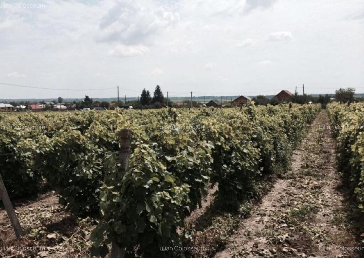 Teren de vanzre in Pitesti 53.000 mp + Conac Boieresc - 7