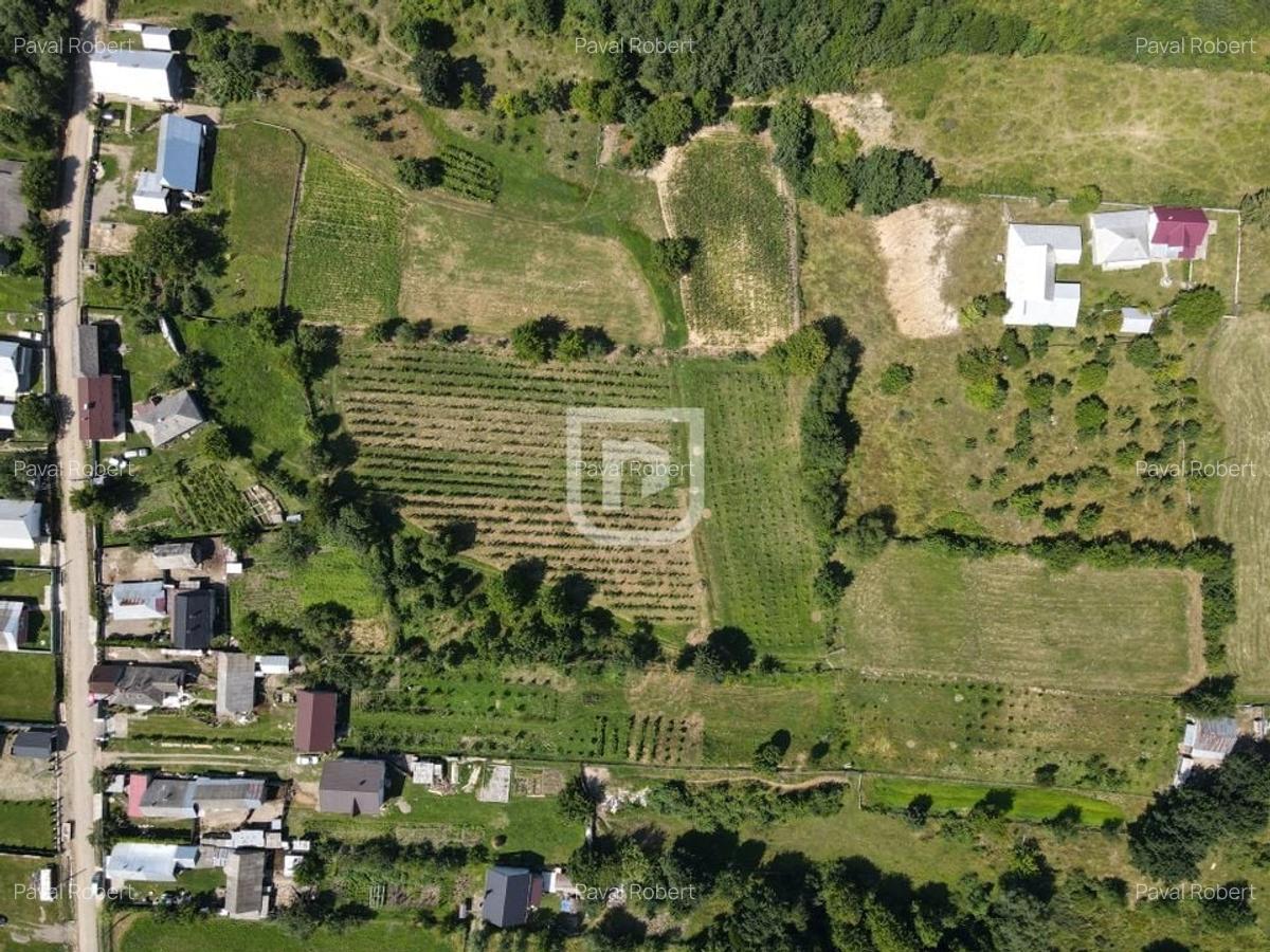 Ferma agricola, plantatii de mure, trandafiri, vita-de-vie - 15