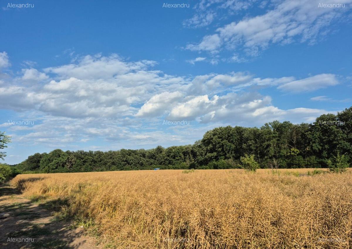 Teren ieftin la liziera padurii Balotesti, 13500 euro - 3