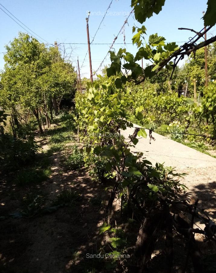 Casa in Zorleni la 5 km de Barlad - 6