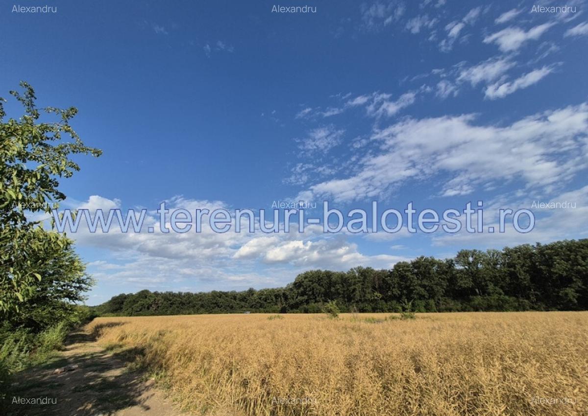 Teren ieftin la liziera padurii Balotesti, 350mp - 24