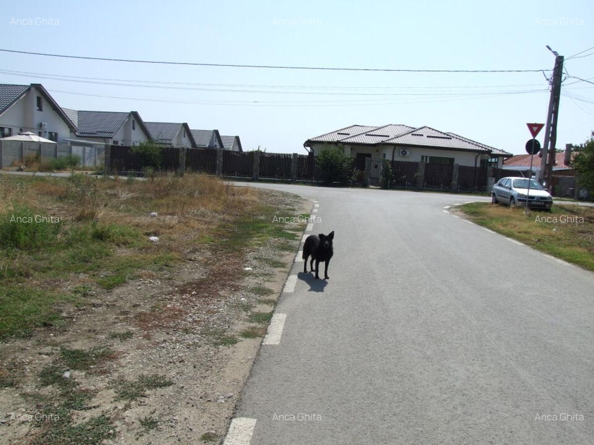 Domnesti-Salciei-stradal - 7