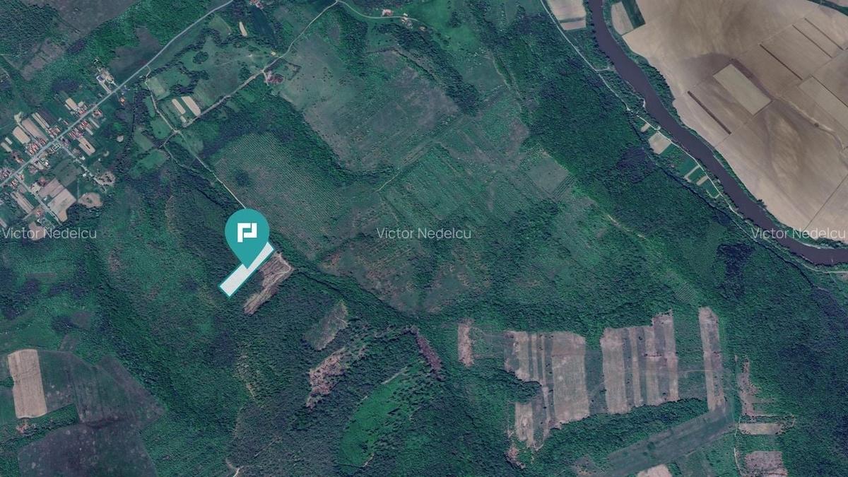 Pădure de foioase - Dorgoș, județul Arad - 4