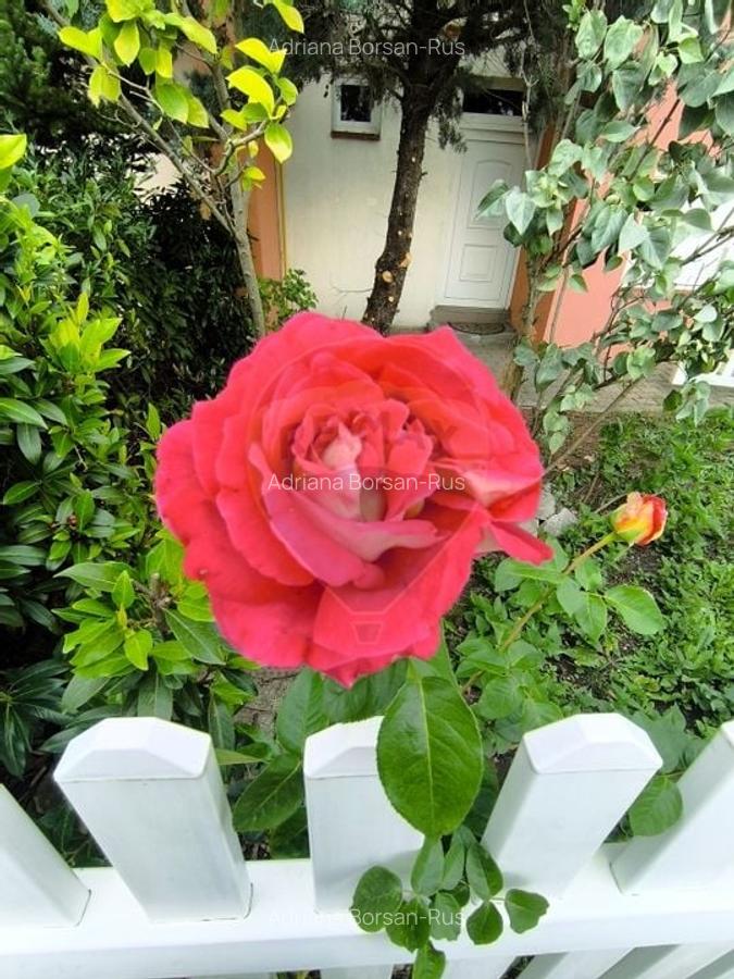 Casa de vanzare - 51