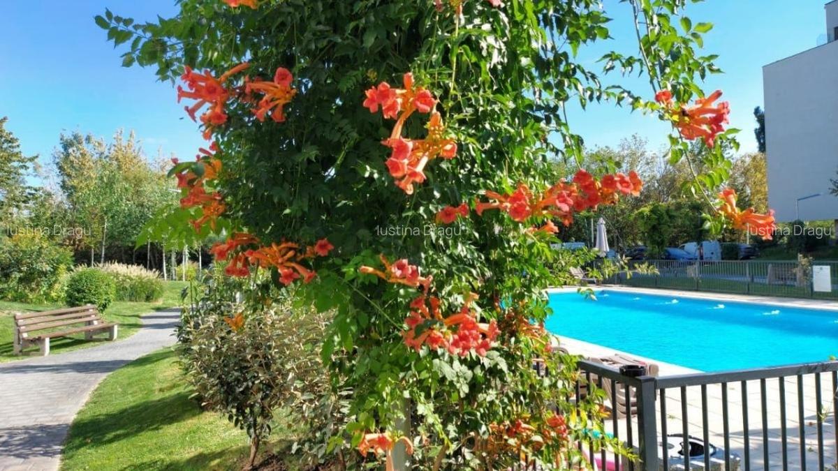Apartament cu 2 camere decomandat în Chitila - 10