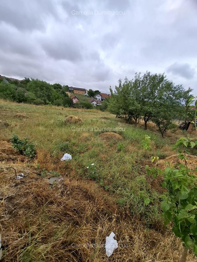 Giarmata – Teren Constructii – Vatra Satului - 6