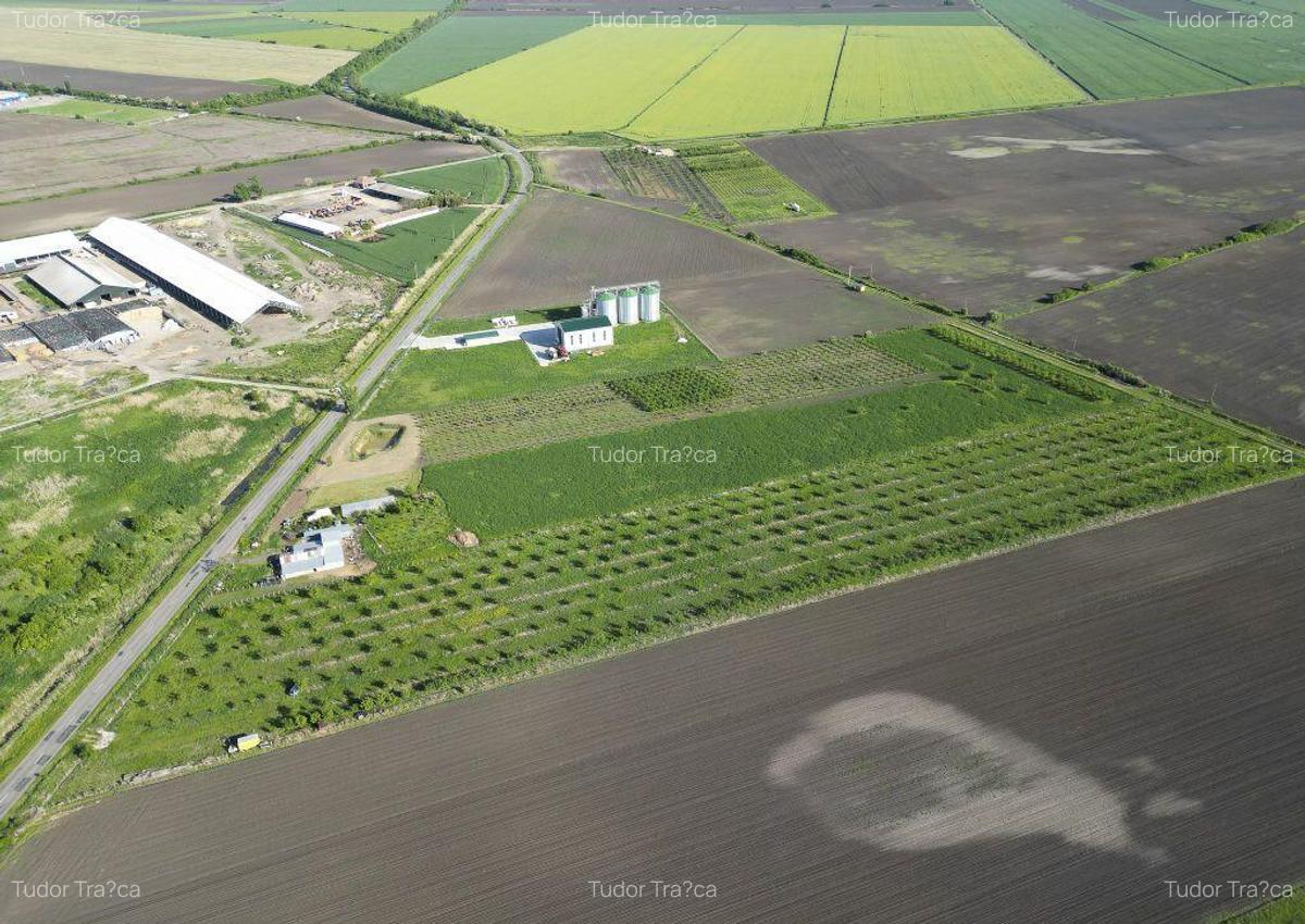 Livada de nuci ?i pruni 2.4ha in Varia?ul Mare - 6