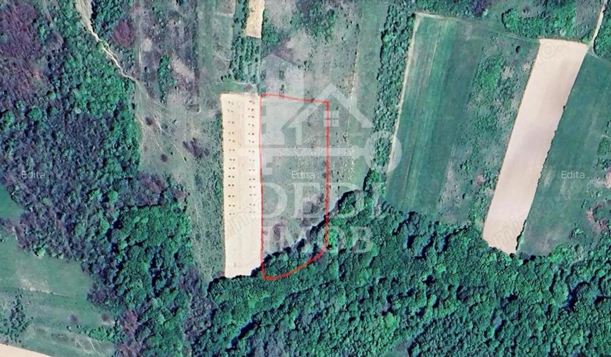 Teren 1 EURO/mp de vanzare in Tileagd-Balaia, Bihor - 1