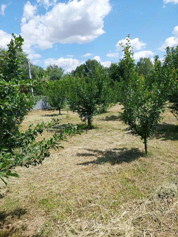 Vand casa cu livada in satul Ionesti Arges - 8