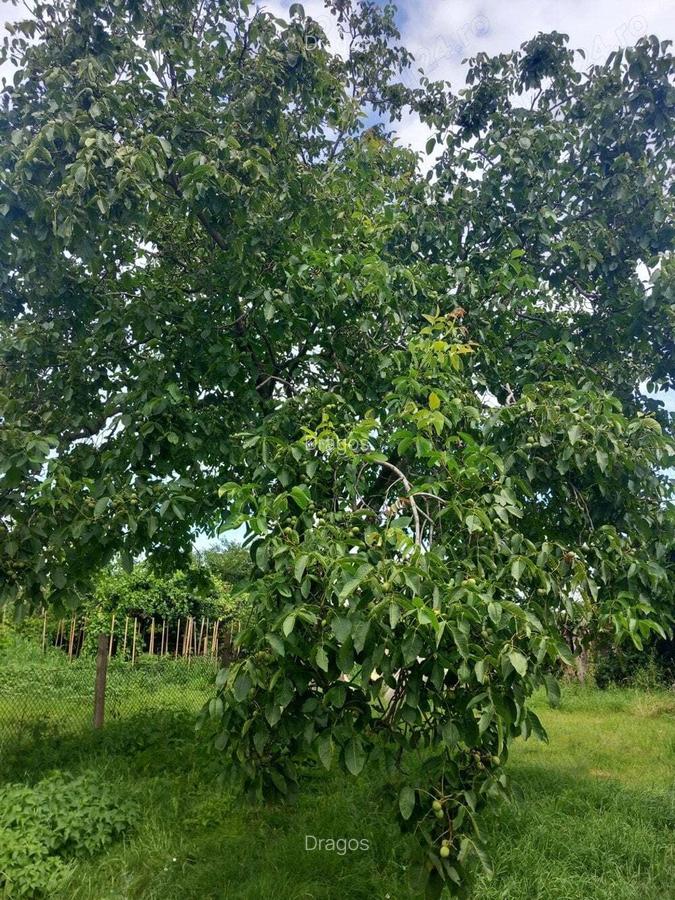 Vand casa in ghelari hunedoara - 8