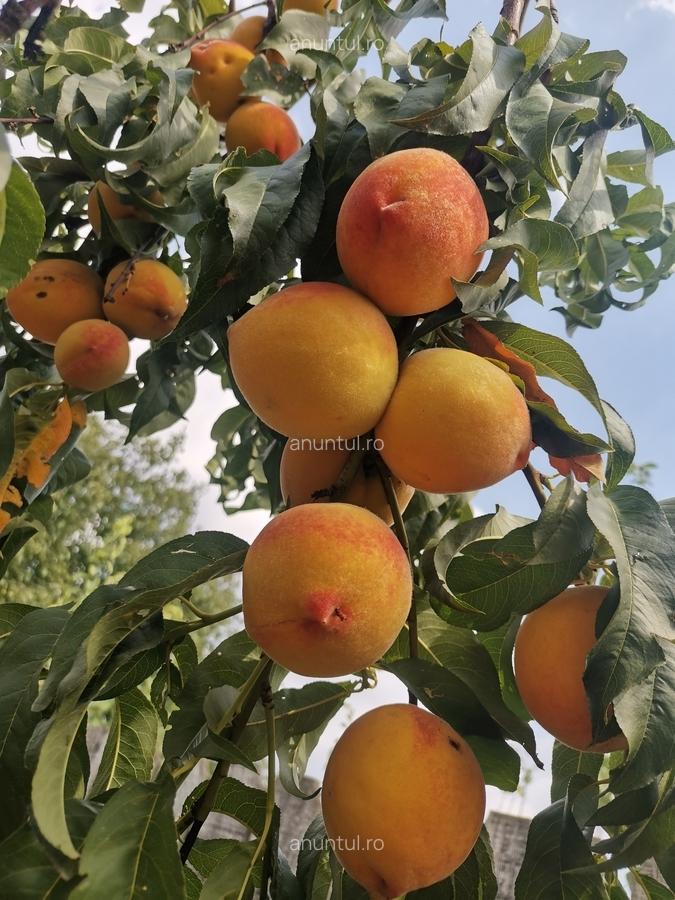 Cosereni, Ialomita - 14