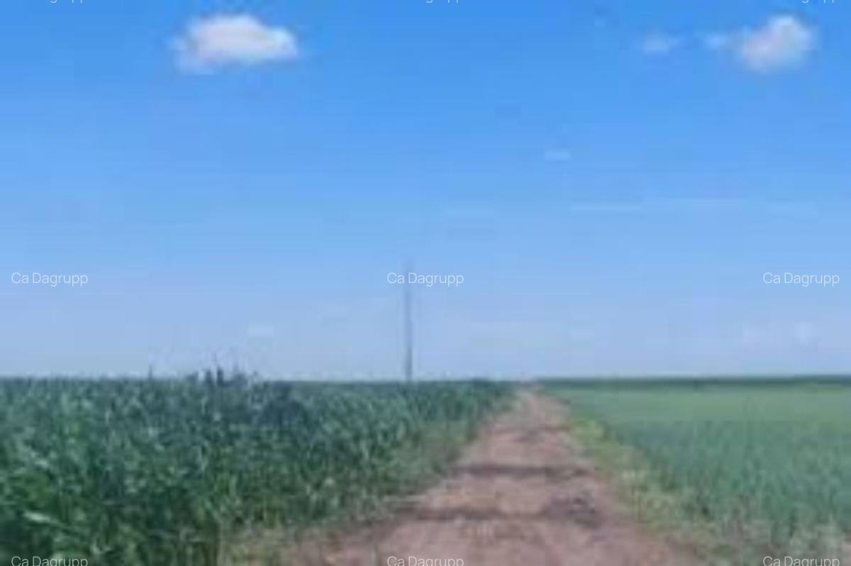 1,2 hectare de teren agricol in comuna Vedea din judetul Teleorman - 1