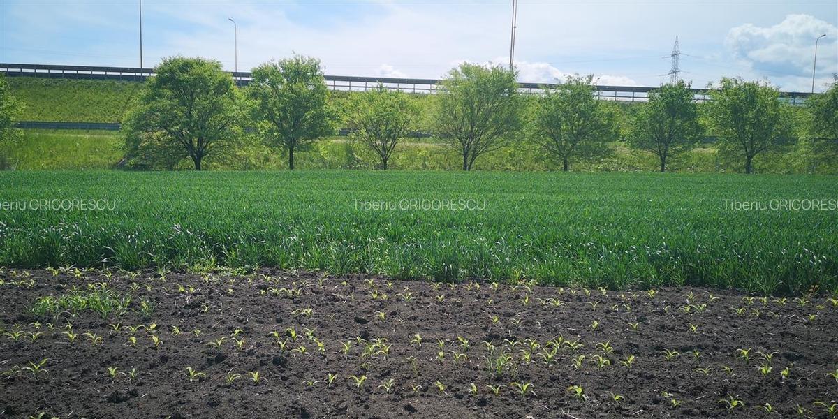 Teren Construcții intravilan de 1693 mp, în Stupini - 6