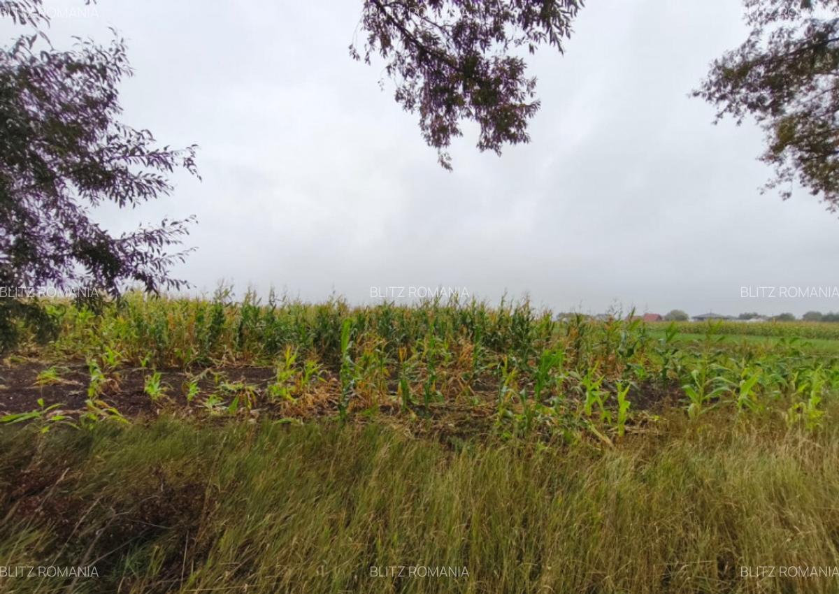 Teren intravilan, 5200mp, front 27ml, Fratautii Vechi, Radau - 4