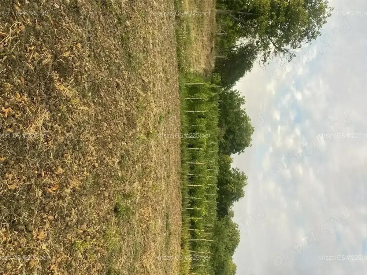 Casa de vanzare in Craiesti comuna Adamus - 7