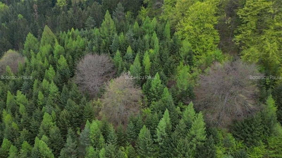Teren Construcții intravilan de 6500 mp, în Central - 7