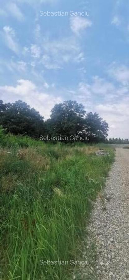 Corbeanca Teren 3546 mp - liziera padure - utilitati - 4