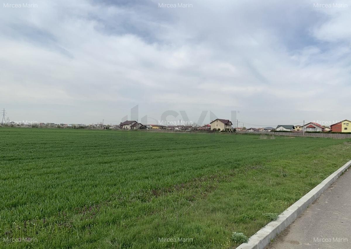 Teren Cornetu-Magurele - 24581 mp - Strada Magnoliei - Ac... - 11