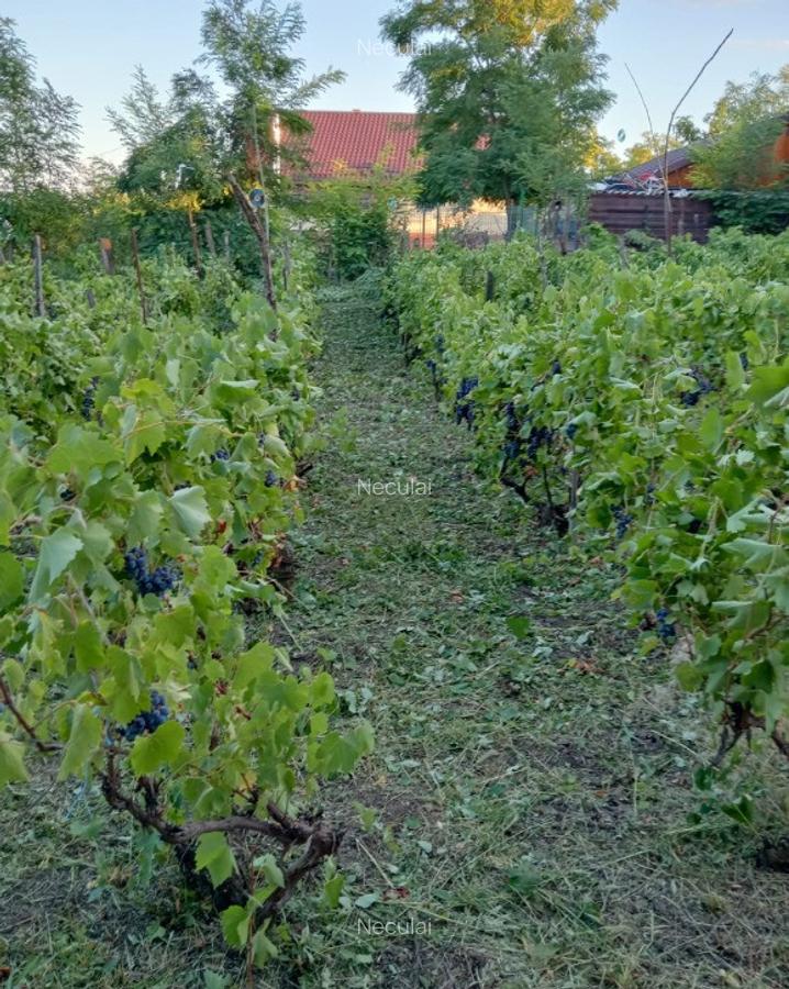 Casa batraneasca cu teren Romanesti, Iasi - 2