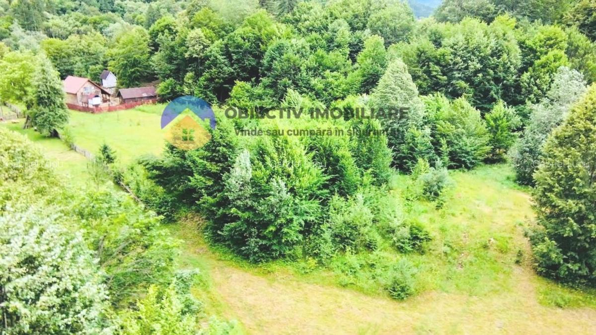 TEREN intravilan   8.000 mp TARCAU - 2