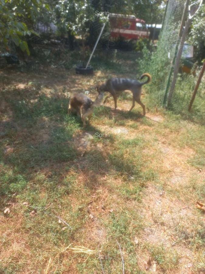 Vind casa formata din doua cladiri,in Prin?u Turcesc - 8
