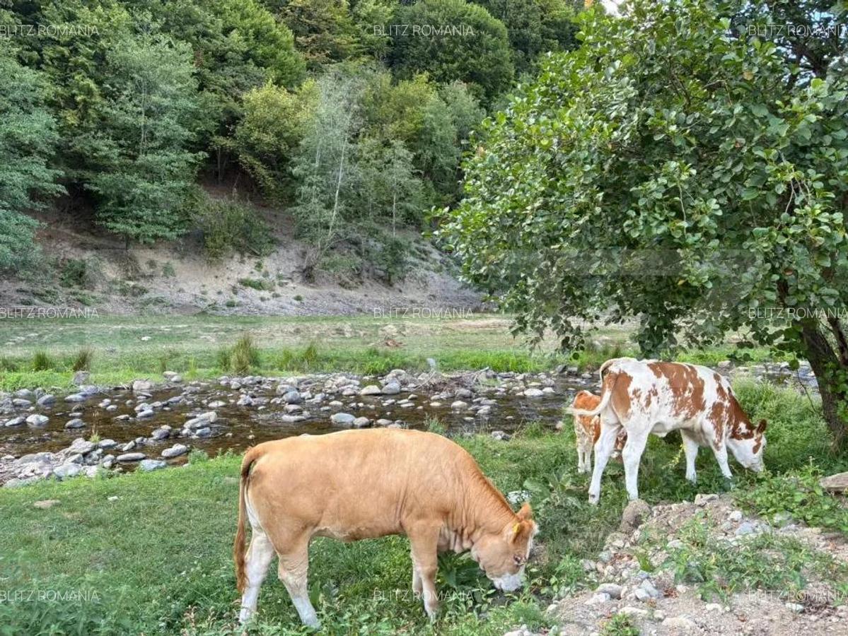 Cabana Valea Draganului 70 km de Cluj, 5 dormitoare, izvor in curte - 13